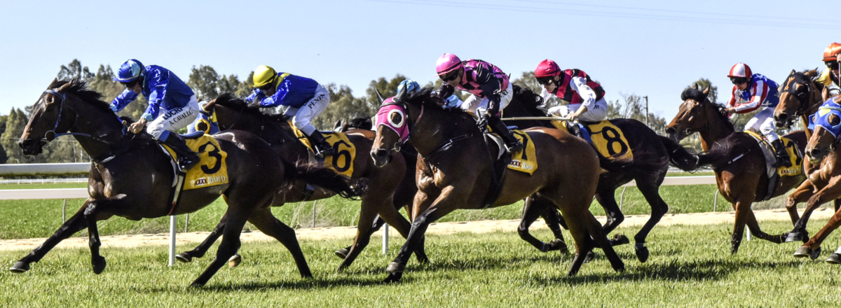 Image result for snake gully cup